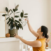 spaying plant using reusable glass spray bottle with fine mist